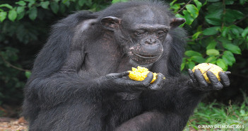 Letter from Jane: New York Blood Center, Take Responsibility For Research Chimps