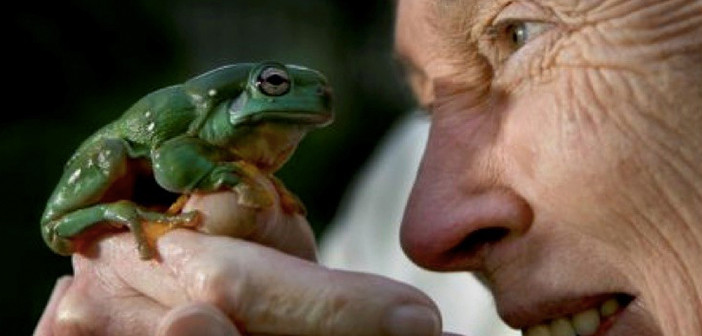 Jane and Whites Tree Frog GFAN