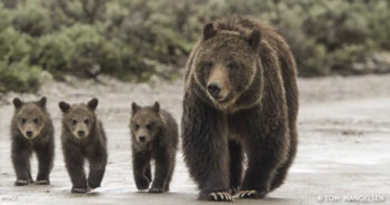 Photo by Tom Mangelsen from Grizzly: The Story of Mother Grizzly 399 and the Bears of Yellowstone
