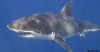 Protecting the Ocean’s Top Predators