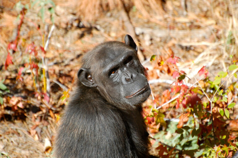 NIH Announces Plan of Retirement for Research Chimps