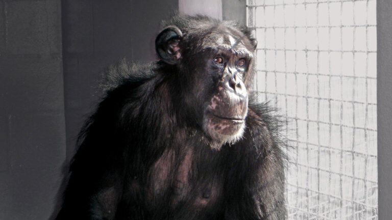 Biomedical Research Chimps Say Goodbye to Labs, Hello to Freedom