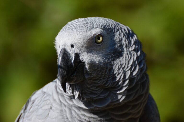 No Grey Area in Protection for African Greys