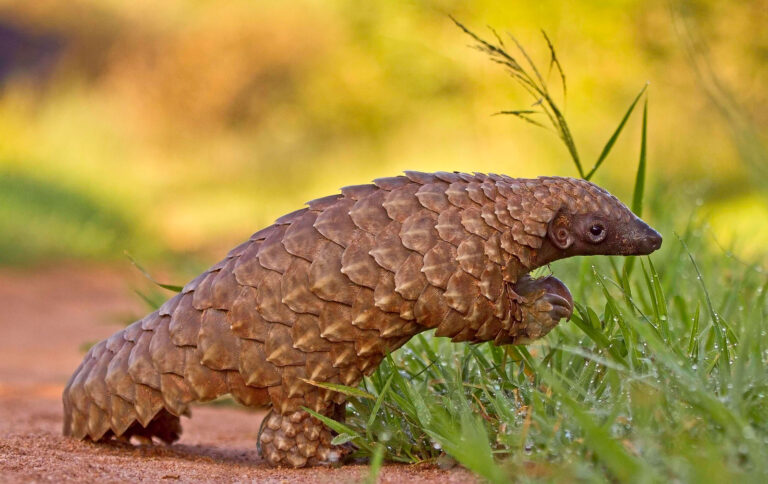 Pangolins: Luck Needs More Than Armor