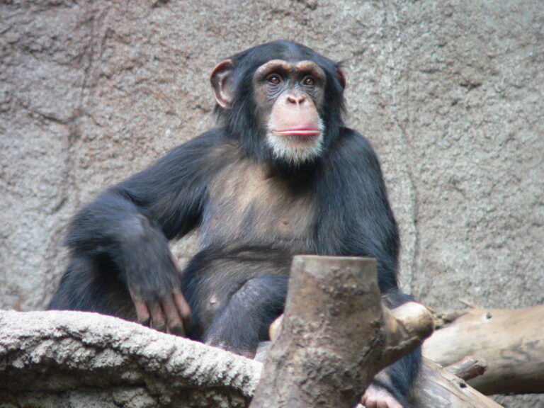 Q&A with Hilda Tresz: A Guardian Angel for Captive Chimps