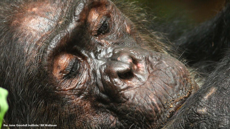 JGI Jungle Journals: Notes From Gombe, Tanzania Part II