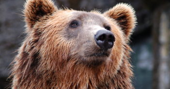 Who Will Safe-Guard the Great Grizzly?