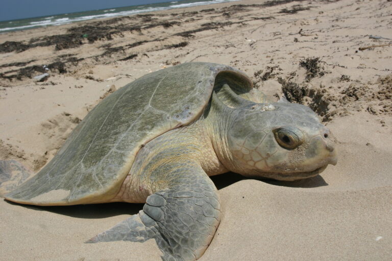 Sea Turtles Find Their Way Back Home Thanks to Mady