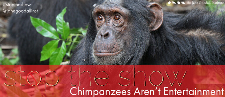 The Show Stops Now: Chimps Aren’t Entertainment