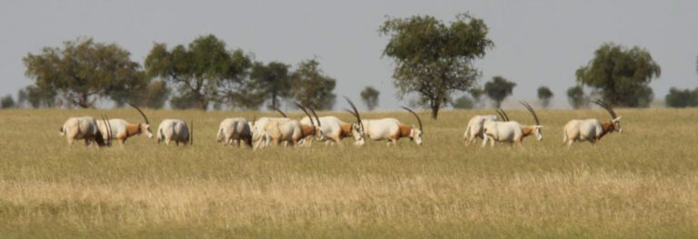 The Beauty and Perseverance of Biodiversity