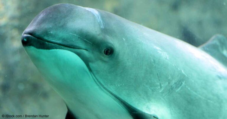 Call to Action: Vaquita Nears Extinction, But There is Still Hope.