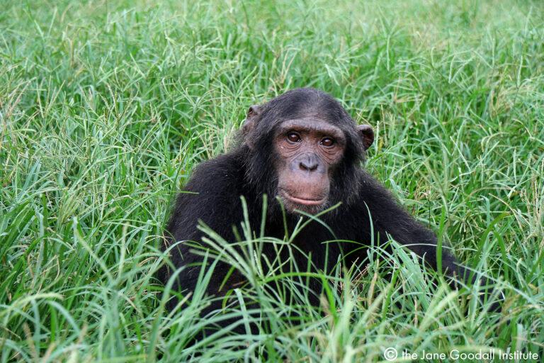 Stop the Show: Lousingo’s Story