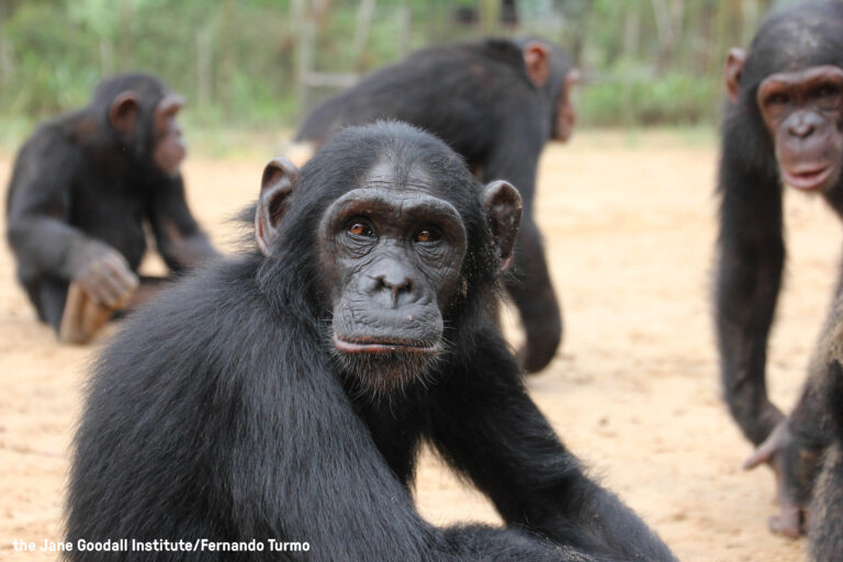 Stop the Show: Mambou’s Story