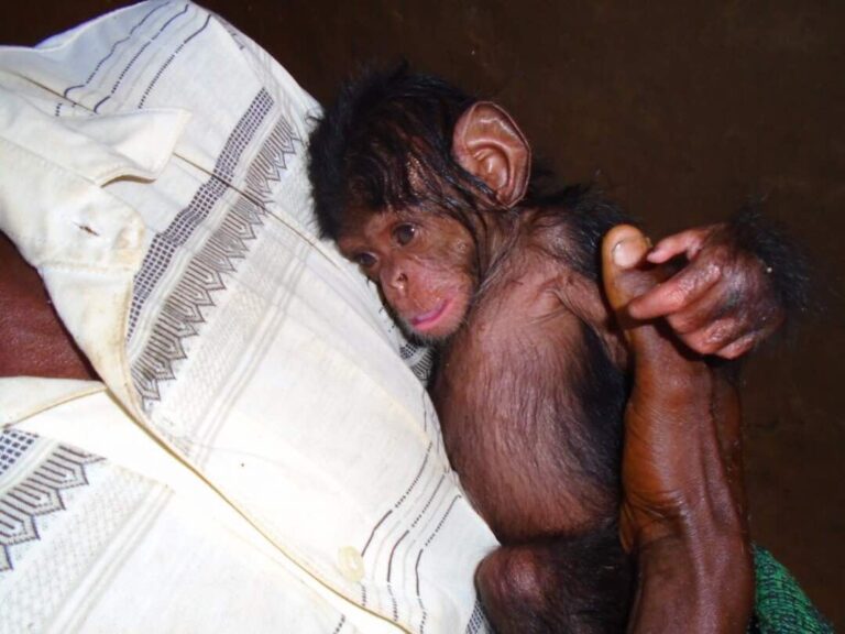 Busakara: Baby Chimpanzee Rescued From the Brink