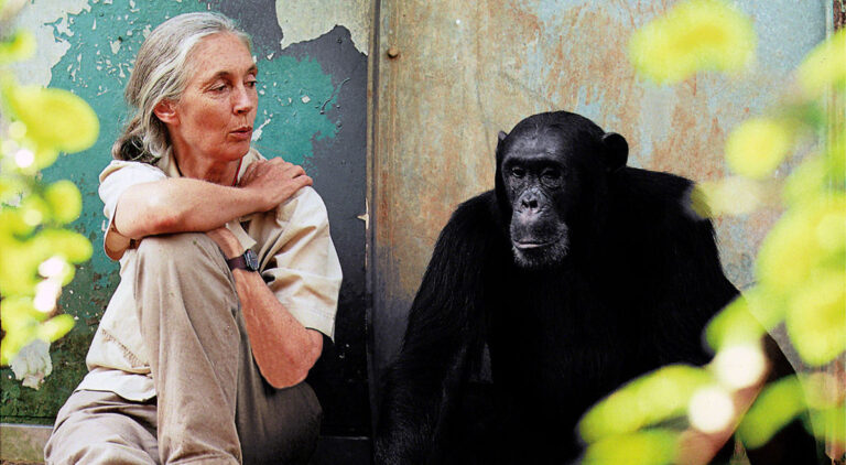 Jane Goodall Blazed the Trail…The Next Steps Are up to Us.