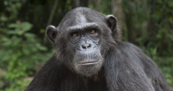 Wounda: The Amazing Story of the Chimp Behind the Hug with Dr. Jane Goodall