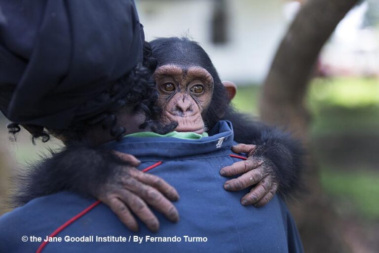 Meet Tchimpounga Sanctuary’s New Baby Chimpanzee: Little George