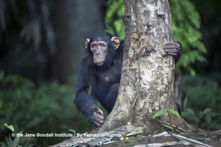 Tchimpounga’s Chimpanzee of the Month: Jack!
