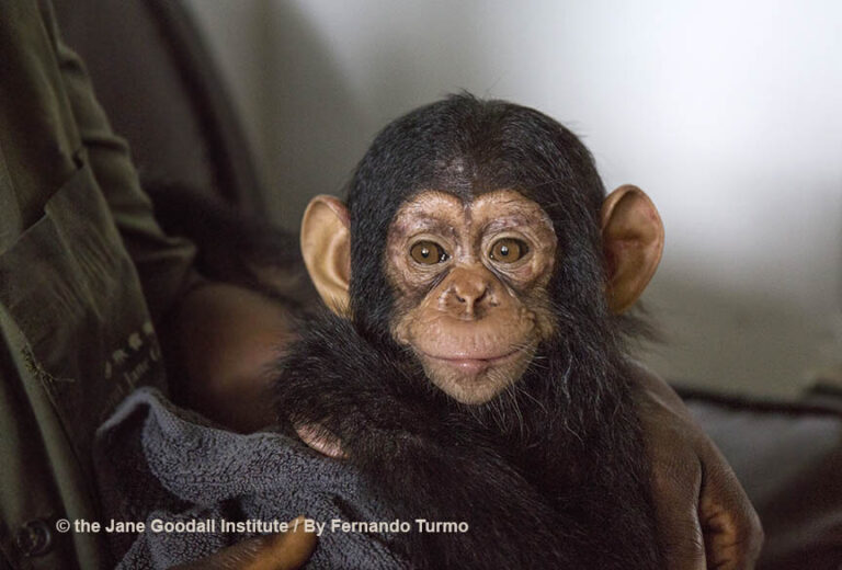 Meet Tchimpounga Sanctuary’s New Baby Chimp: Vienna