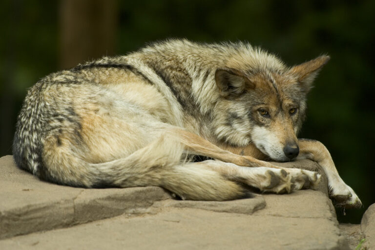 Mexican Gray Wolves: The Endangered Wolf You’ve Never Heard Of