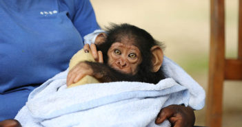 Meet Tchimpounga Sanctuary’s New Chimp: Kabi