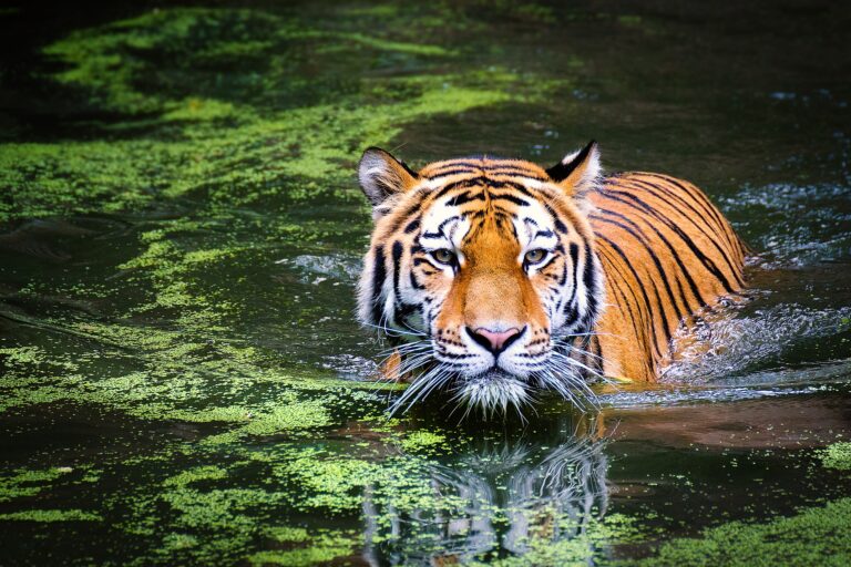 Will Tigers Still Exist by 2022, the Year of the Tiger?