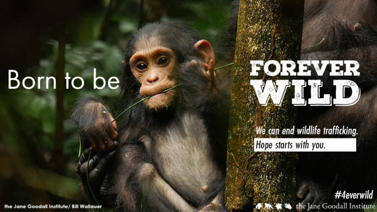 You Give Us Hope That We Can Keep Species ForeverWild !