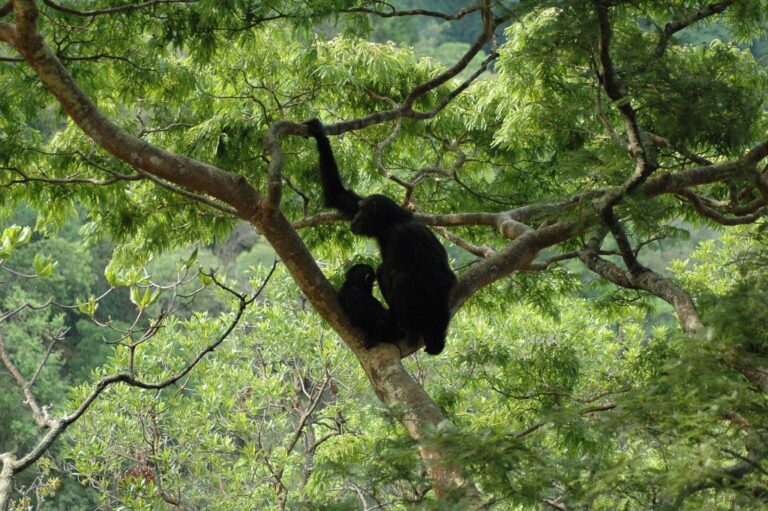 JGI is Growing Conservation Impact with $20 Million USAID Program