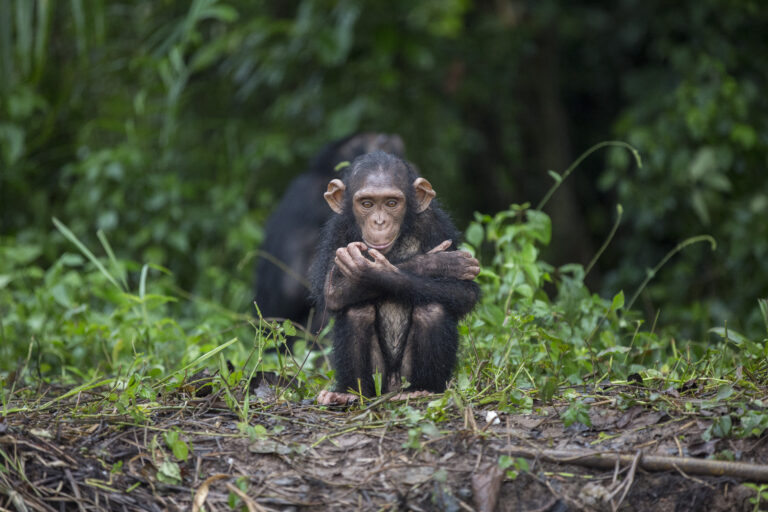 JGI’s Tchimpounga Sanctuary Chimp of the Month: Gui!