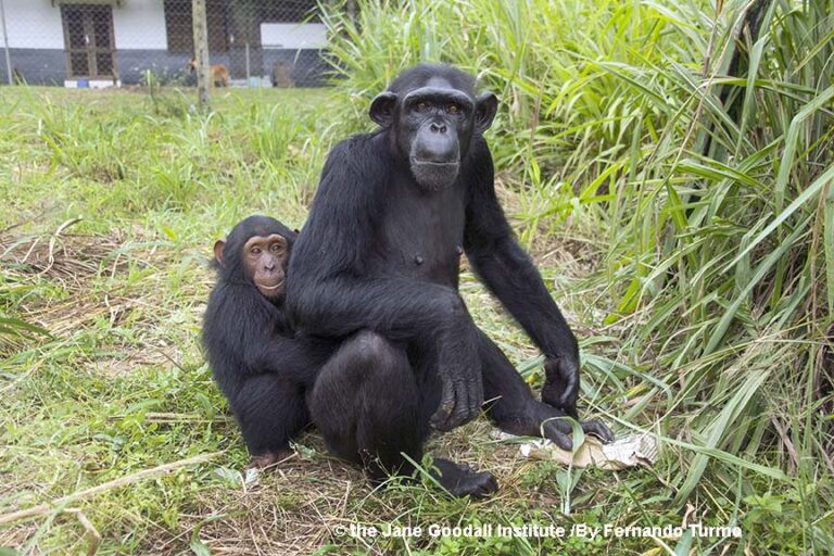 Research Shows Chimpanzees Cooperate First and Think Later