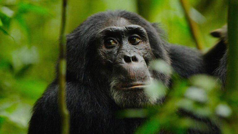 Best of 2018: ‘Rise of the Warrior Apes’ Wins Top Doc Film Awards!