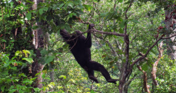 Bringing JGI’s Innovative Chimpanzee Conservation Models and Tools to Liberia