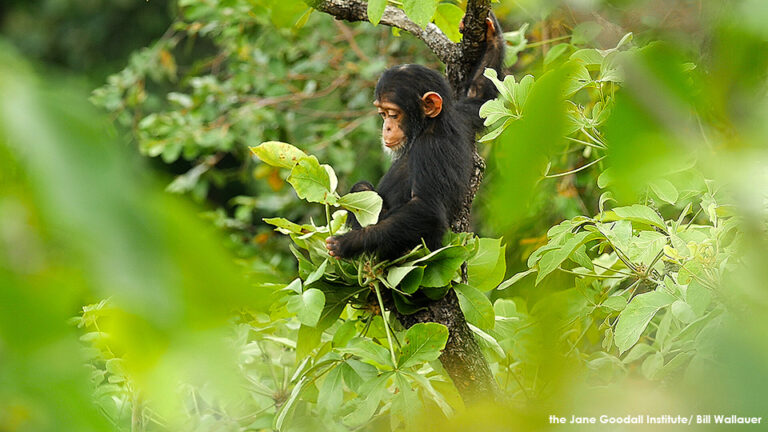 JGI Receives Prestigious Award for Biodiversity Conservation