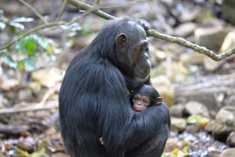 Highlights of Major Research Learnings From 2019