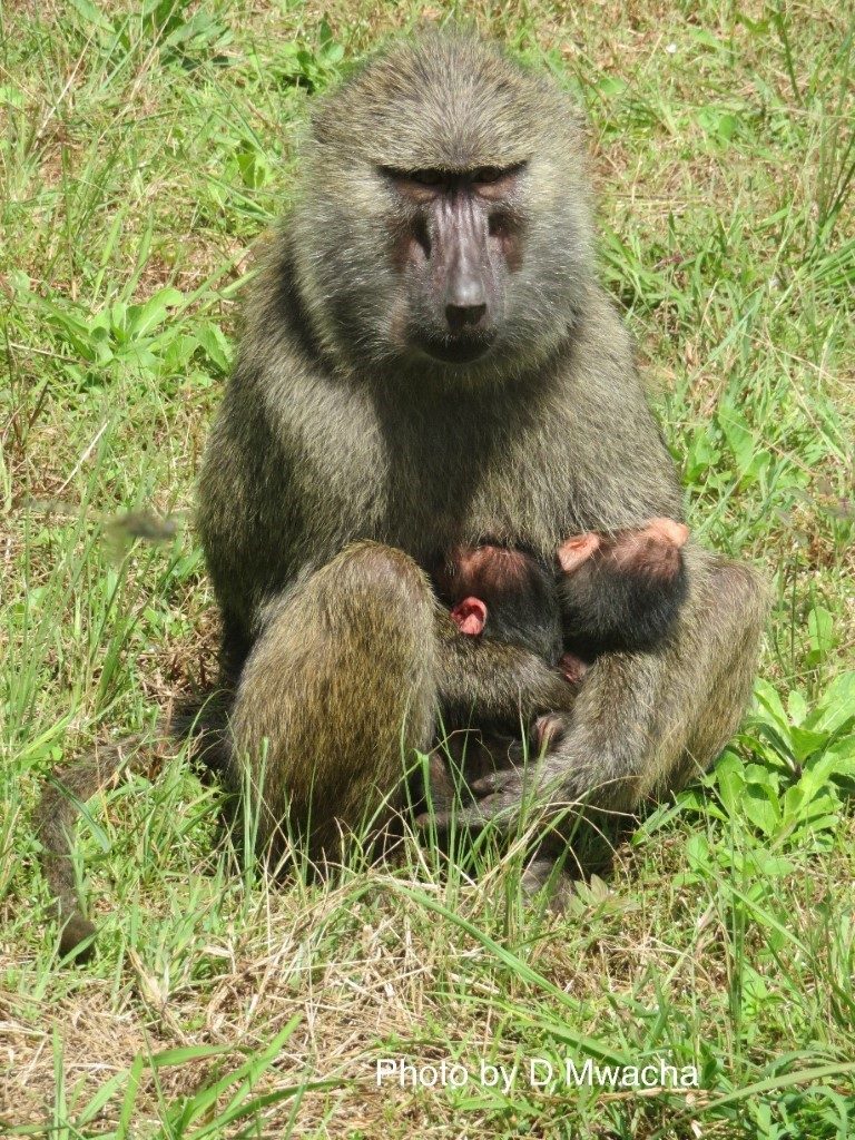 Double the Fun: Baboon Twins Born in Gombe