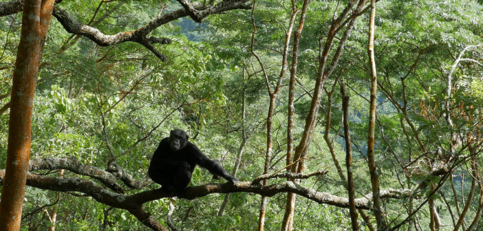 Chimpanzee rests on a tree branch in Gombe National Park, Tanzania