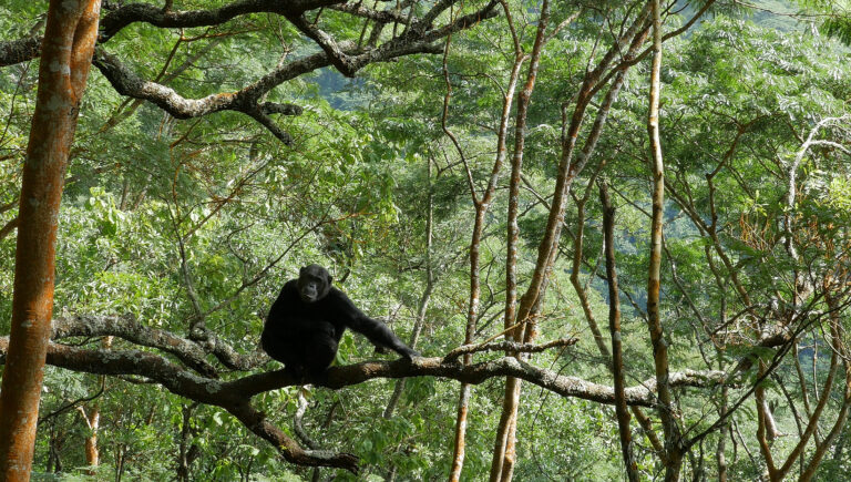 Chimpanzee rests on a tree branch in Gombe National Park, Tanzania