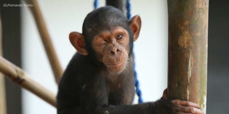 Tchimpounga Provides a Safe Haven for Rescued Chimpanzees