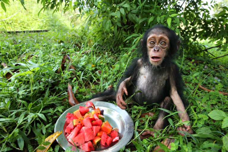 Tchimpounga Stories of Hope: Lemba, Perrine, & Kimenga JGI/Fernando Turmo