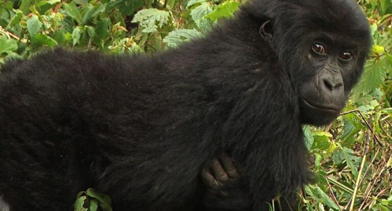 Community-led Conservation Promises Potential Hope for Great Apes in DRC