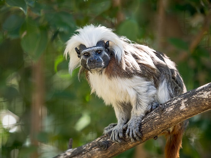 Conservation of Colombia's Cotton-top Tamarin is a Community Effort! - Jane  Goodall's Good for All News