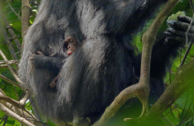 Gombe Research Highlights of 2022