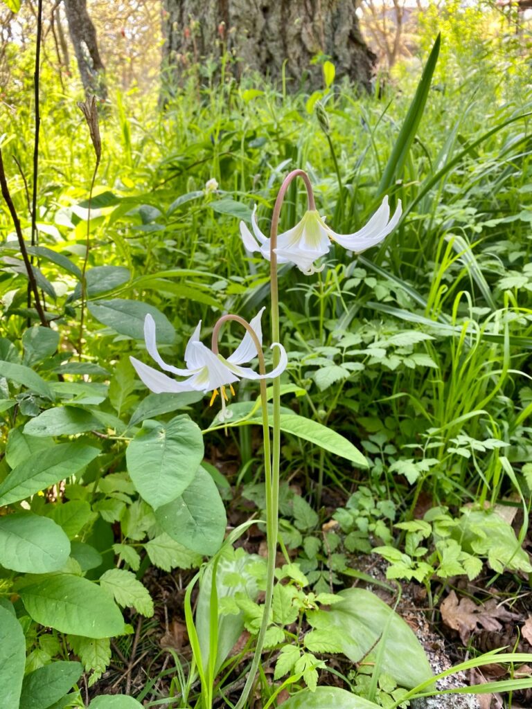 Photo of a native plant with a tall stem and two flowers with delicate, long petals.