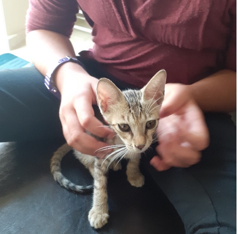 A photo of a small, striped kitten sitting in front of a person giving them head scratches.