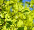 Close-up photo of a lush branch on a bush or tree, bathed in sunlight.