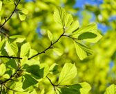 Top 10 New Year’s Resolutions for Conservationists 