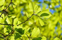 Close-up photo of a lush branch on a bush or tree, bathed in sunlight.