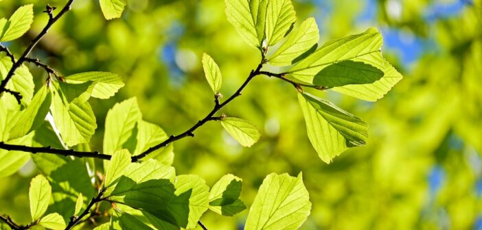 Close-up photo of a lush branch on a bush or tree, bathed in sunlight.