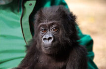 A close-up photo of a baby gorilla. Behind her is what looks to be a person in a green shirt.