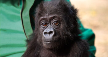 Meet Mozambique the Baby Gorilla, the Newest Member of JGI’s Tchimpounga Sanctuary! A close-up photo of a baby gorilla. Behind her is what looks to be a person in a green shirt.